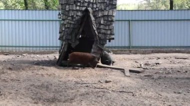 Hayvanat bahçesinde ahşap bir evle etkileşime geçen bir domuz. Domuz ahşap yapıyı keşfeder, etrafı koklar ve muhtemelen içinde yiyecek ya da barınak bulur..