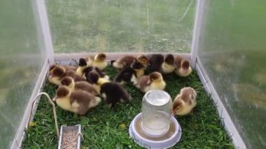 Bir grup ördek yavrusu cam bir muhafaza içinde hareket ederken ve birbirleriyle etkileşime girerken görülüyor. Küçük ördekler su havzasında yüzer, yiyeceği gagalar ve etrafını sarar..