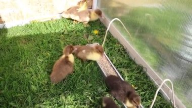 Bir çiftlikteki metal bir kafesteki bir grup ördek yavrusunun yakın çekim görüntüsü. Ördek yavruları etrafta dolanıp yiyeceği gagalıyor ve birbirleriyle etkileşime geçiyorlar..