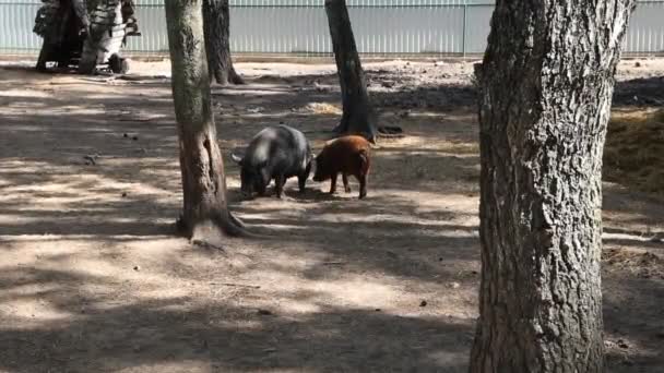 Two Pigs Seen Wandering Zoo Enclosure Surrounded Trees Casually Moving — стоковое видео