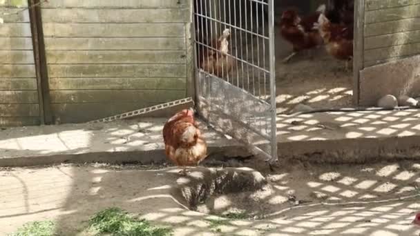 Группа Кур Домашних Животных Ферме Стоит Клетке Цыплята Клюют Землю — стоковое видео