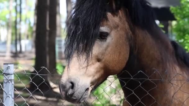 在农场里 人们看到一匹马平静地站在链条栅栏后面 动物正在好奇而机警地观察它的周围环境 — 图库视频影像