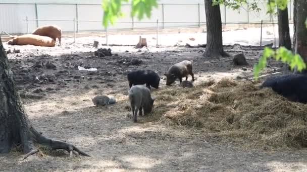 Vários Porcos Animais Domésticos Encontrados Fazendas São Vistos Vagando Torno — Vídeo de Stock