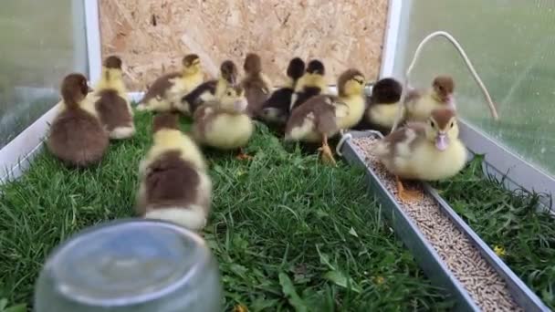一群小鸭被展示在农场的笼子里 四处走动 互相交流 鸭子在一边走来走去 一边叽叽喳喳 探索它们所处的环境 — 图库视频影像