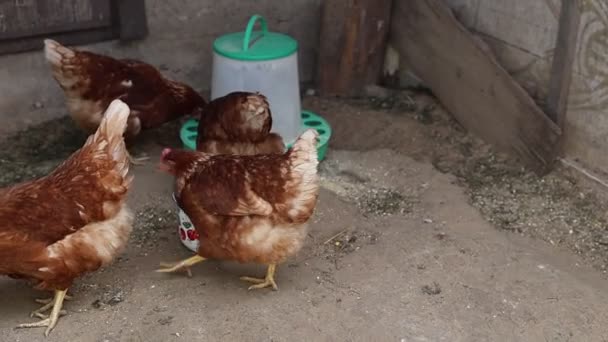 그룹이 농장에서 있습니다 닭들은 움직이면서 자연스러운 행동을 보여주고 쳐다봅니다 — 비디오