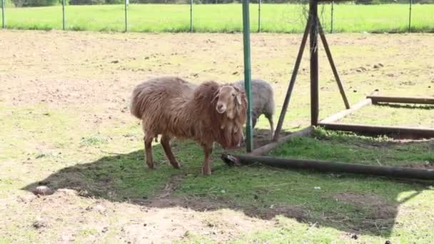 Two Sheep Domesticated Farm Animals Standing Grassy Field Next Wooden — Stock Video