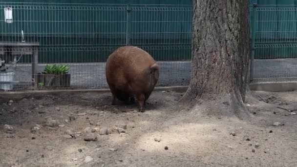 Pig Seen Standing Its Enclosure Zoo Tall Tree Background Pig — 비디오