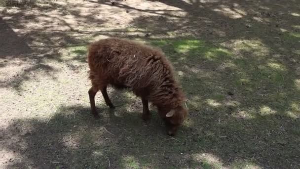 Sheep Shown Eating Grass Its Enclosure Zoo Sheep Calmly Chews — Stockvideo