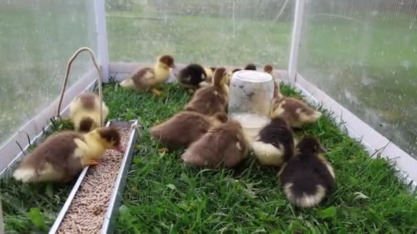 Group Adorable Baby Ducks Seen Cage Farm Moving Chirping Displaying — Stock Video
