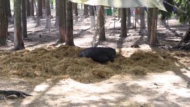 Dois Porcos São Vistos Deitados Uma Pilha Feno Uma Área — Vídeo de Stock