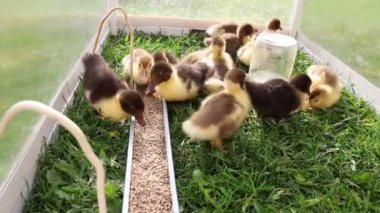 Bir grup sevimli yavru ördek bir çiftlikteki çimenli bir alanda paytak paytak yürürken görülüyor. Yumuşak ördek yavruları çevrelerini keşfediyor, yeri gagalıyor ve bazen çalarken vaklıyorlar.