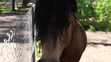 Hayvanat bahçesindeki bir çitin arkasında sakince etrafı izleyen bir at görülüyor. Hayvanın sağlığı yerinde ve kontrollü ortamından memnun görünüyor..