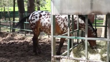 Bir at, yeşil çimenler ve diğer hayvanlarla çevrili, çitli bir alanda samanları rastgele çiğniyor..