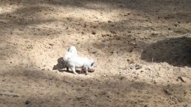 Bir çiftlikte bir zürafa ve bir zebra birbirleriyle etkileşime girerken görülüyor. Zebra çimenlerde otlarken zürafa uzun boynunu nazikçe hareket ettirir..