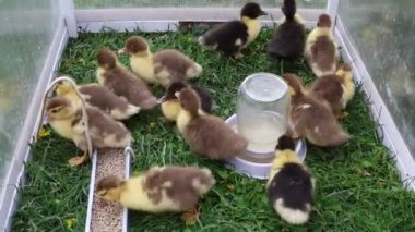 Bir grup yavru ördek, saman döşemelerle çevrili bir çiftlikteki kafesin içinde toplanıyor. Bazı ördekler kestirirken, diğerleri yerde gagalarken ya da su makinesinden su içerken..