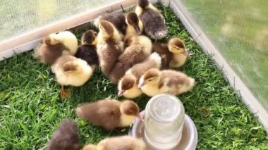 Bir grup ördek yavrusu bir çiftlikteki cam bir bölmede mutlu bir şekilde yüzerken görülebilir. Genç ördekler vak vak yürüyüp birbirleriyle şakalaşıyorlar..