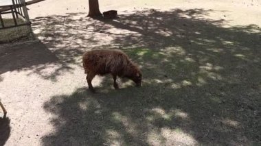 Bir zebra sakin bir şekilde hayvanat bahçesinin etrafını çevreleyen otları yiyor. Siyah ve beyaz çizgili hayvan, yeşil bitki örtüsünü yavaşça kemirir..