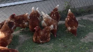 Bir grup tavuk, çiftlik hayvanları, ahşap bir çitin yanında görülürler. Tavuklar kümelenir, yeri gagalarlar ve ara sıra gıdaklarlar. Bazı tavuklar kendilerini gösteriyorlar.