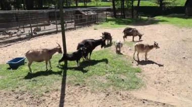 Bir grup keçi, bir çiftlikteki çitli bir alanda otlayıp oynarken görülüyor. Keçiler birbirleriyle etkileşime girer ve çevrelerini etraflarında keşfederler..