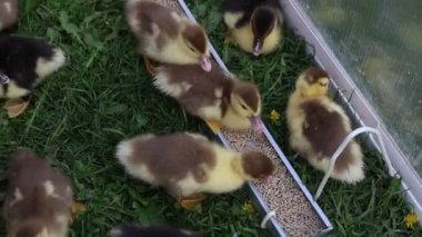 Bir grup yavru ördek çiftlikteki bir besleyiciden neşeyle besleniyor. Sevimli ördek yavruları yiyecekleri gagalarlar, birlikte yemek yerken usulca cıvıldarlar..