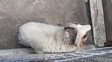 Hayvanat bahçesinde kafeste bir koyun görülüyor. Koyunlar etraflarına bakınır ve bazen bulunduğu çevreyi kontrol etmek için ayağa kalkar..