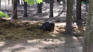 Bir grup domuz aktif olarak bir çiftlikteki ağaçlık alanda saman yiyorlar. Domuzlar yemeklerini yiyorlar, doğal davranışlarını doğal ortamlarında sergiliyorlar..