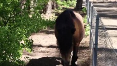 Hayvanat bahçesindeki çitlerden geçen bir at çevikliğini ve gücünü gösteriyor. Hayvan sakince engelleri aşarak, doğal bir çiftlik hayvanı olarak doğasını gösteriyor..