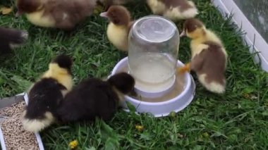 Bir grup ördek yavrusu, bir çiftlik ortamındaki bir şişeden su içerek doğal davranışlarını ve şişeyle etkileşimlerini gösteriyor..