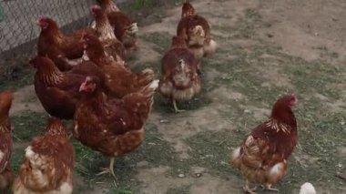 Birkaç tavuğun bir çiftlikteki çitli bir alanda durduğu görülüyor. Tavuklar etrafta dolaşır, yeri gagalarken ve birbirleriyle etkileşime girerken görülürler..