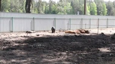 Bir grup zürafanın hayvanat bahçesinin çevresinde etkileşime girdiği görülüyor. Dolaşıyorlar, sosyalleşiyorlar ve muhtemelen besleniyorlar. Uzun boylu hayvanlar kapalı ortamlarında gözlemlenir.