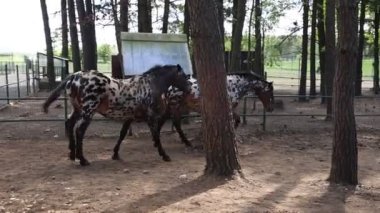 İki benekli at, sıradan bir çiftlik hayvanı, kırsal alanda ağaçlarla çevrili ahşap bir ağılda dikilirken görülüyor..