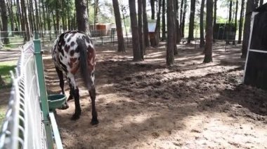 Benekli bir at, ormanlık bir alanda yerdeki bir kovadan yemek yerken görülüyor. At, çiftliğin doğal ortamında sakince yiyeceğiyle beslenir..