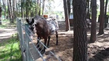 Bir at, bir çiftlikteki sık bir ormanlık alanda sağlam bir ahşap çitin arkasında duruyor. At, ormanın doğal güzellikleriyle çevrili, sakin ve hoşnut görünüyor..