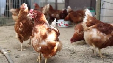 Bir grup tavuk, çiftlik hayvanları, beslenme, gıdaklama, kanat çırpma ve kümeste hareket ederken görülürler..