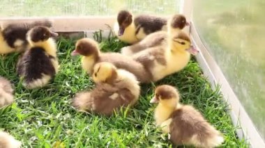 Bir grup sevimli yavru ördek bir çiftlik ortamında yeşil çimlerin üzerinde otururken görülüyor. Ördek yavruları sakince dinleniyor ve etrafta dolaşıyorlar. Şirin ve eğlenceli davranışlarını sergiliyorlar..