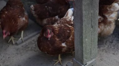 Bir grup tavuk çiftlikteki bir kümeste hareket ederken görülüyor. Tavuklar yeri gagalar, kanatlarını çırparlar ve bu tipik çiftlik ortamında birbirleriyle etkileşirler..
