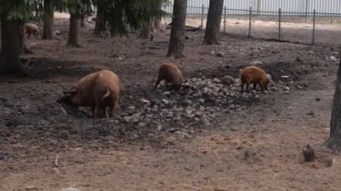 Bir grup domuz, bir çiftliğin çitli bir bölgesinde etkileşime girip hareket ederken görülüyor. Domuzların boyutları ve renkleri farklıdır, bazıları yemek yer, diğerleri oynar, canlı bir sahne yaratır..