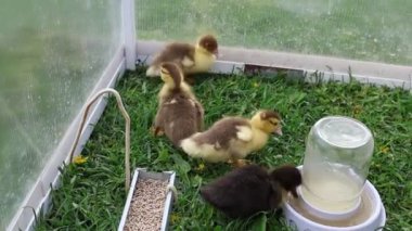 Bir grup yavru ördek, bir çiftlikteki cam bir muhafazanın içinde görülebilir. Ördek yavruları kapalı alanda yüzüyor, yiyor ve birbirleriyle etkileşime geçiyorlar..