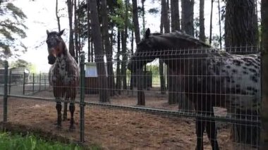 İki at, evcil hayvanlar, bir çiftlikteki çitli bir alanda yan yana dururlar. Atlar sakin ve tutsakken doğal davranışlarını sergiliyorlar..