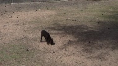 Siyah bir köpek etrafta uçuşan sayısız kuşla çevrili bir tarlada rahatça yürüyor. Köpek sakince kuşlar arasında hareket ediyor, bir çiftlik ortamının tadını çıkarıyor..