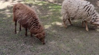 İki koyun bir hayvanat bahçesinde yerde huzur içinde otluyor. Hayvanlar sakince ot yiyorlar..