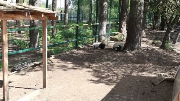 Video Showcases Zoo Featuring Various Animals Fenced Area Surrounded Trees — Stock videók