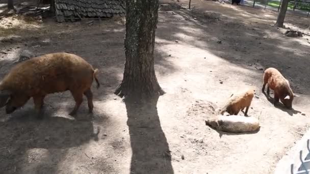 Watch Group Pigs Interact Forage Food Zoo Enclosure Pigs Seen — Vídeo de Stock