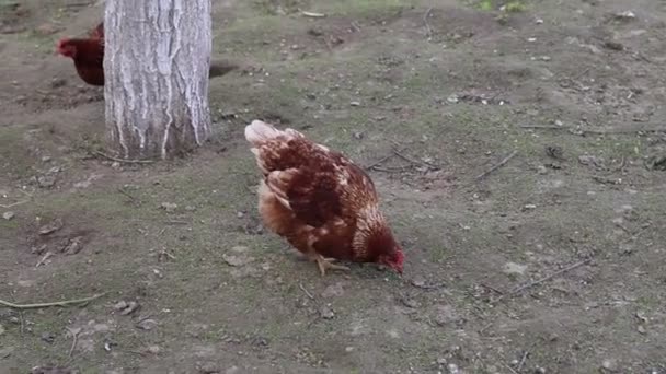Two Brown Chickens Standing Dirt Tree Pecking Ground Occasionally Looking — Stock Video