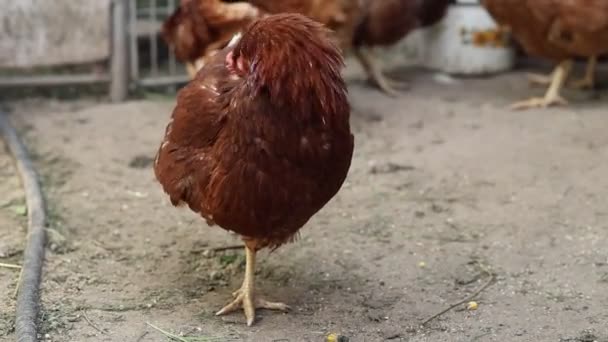Group Chickens Seen Pecking Feed Clucking Moving Coop Farm Some — Vídeo de Stock