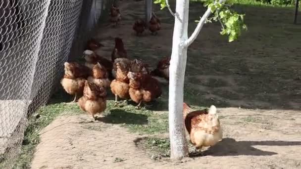 무리의 농장에서 울타리를 움직이면서 자연스러운 행동을 애완동물로 보여줍니다 닭들은 질서있는 — 비디오