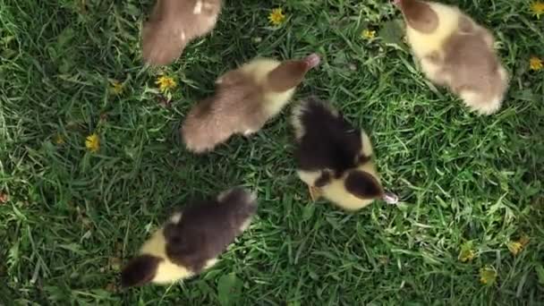 그룹의 오리들은 농장의 무성한 잔디밭에서 행복하게 잡아당기고 탐험하는 사랑스러운 오리는 — 비디오