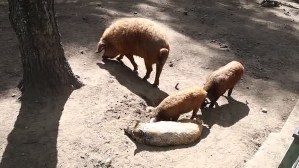 Gruppo Maiali Recinto Dello Zoo Sono Visti Interagire Con Maiale — Video Stock