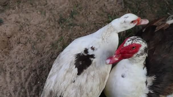 Dwie Kaczki Być Może Domowe Zwierzęta Stoją Obok Siebie Ziemi — Wideo stockowe