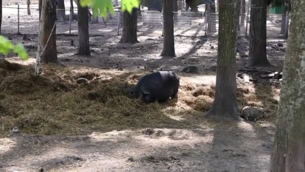 Group Pigs Actively Eating Hay Wooded Area Farm Pigs Enjoying — 비디오